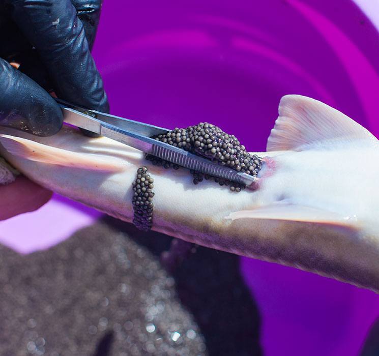 sturgeon caviar harvesting