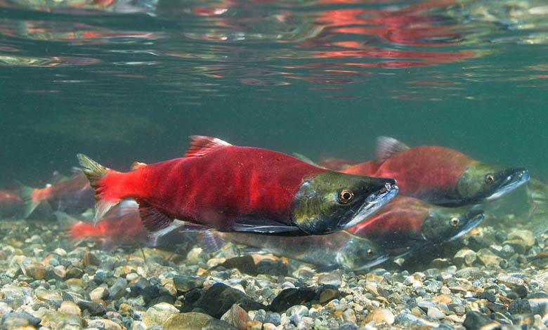 Wild vs Farmed Smoked Salmon Photo [1]
